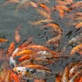 crystal clear waters of the lake in the temple teeming with fish.JPG-1.jpg.jpg